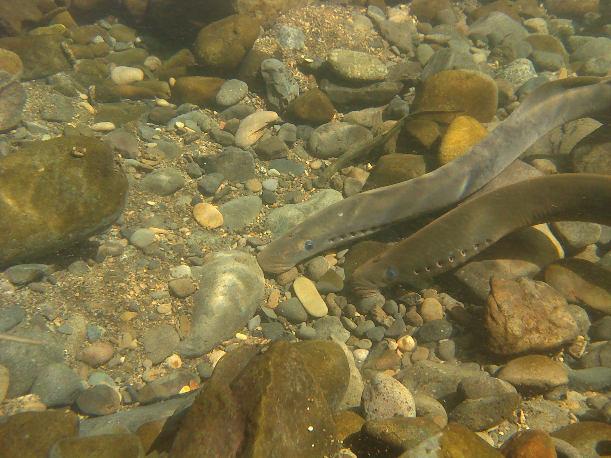 Lamprey on a rocky river floor